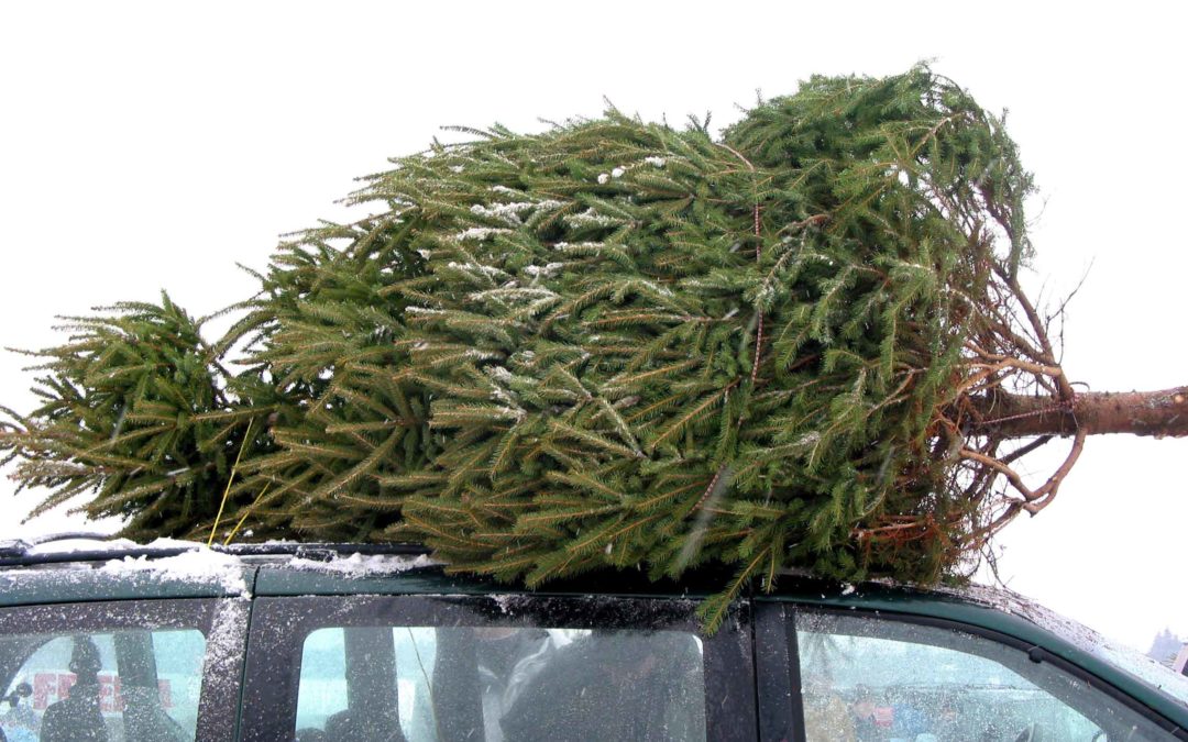 Hauling Your Christmas Tree